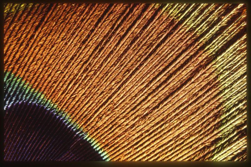 Peacock04.jpg - Peacock feather, 1981.  Nikon FTn, 50mm with bellows.   Ektachrome slide, exposure unknown