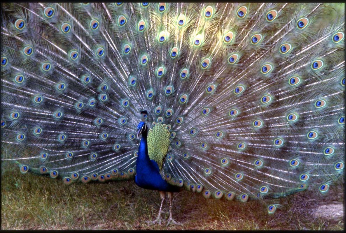 Peacock06.jpg - Peacock, 1981.  Nikon FTn, 50mm, Ektachrome slide, exposure unknown