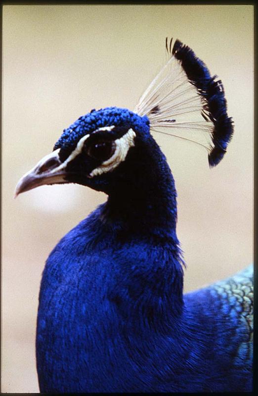 Peacock12.jpg - Peackock, 1981.  Nikon FTn, 50mm, Ektachrome slide, exposure unknown