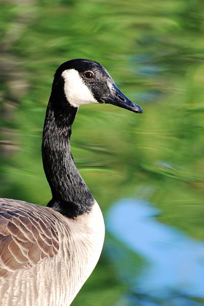 DSC_2641a.jpg - Canadian Goose at Cooper Creek Park