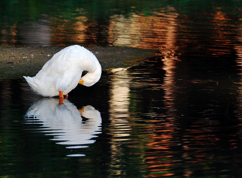 DSC_2646a.jpg - White duck at Cooper Creek Park
