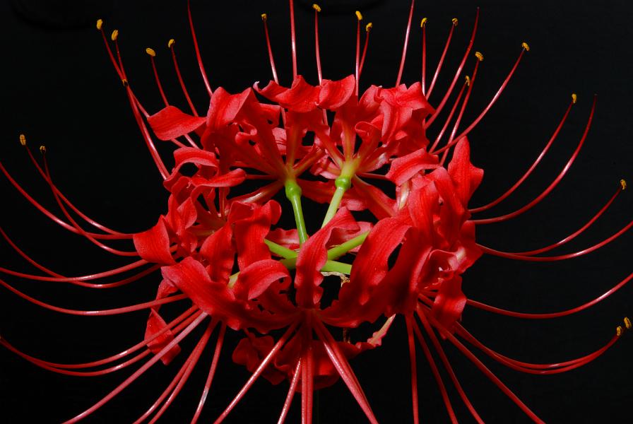 DSC_2740a.jpg - Spider Lilly, shot with a mix of flash and incandescent light.
