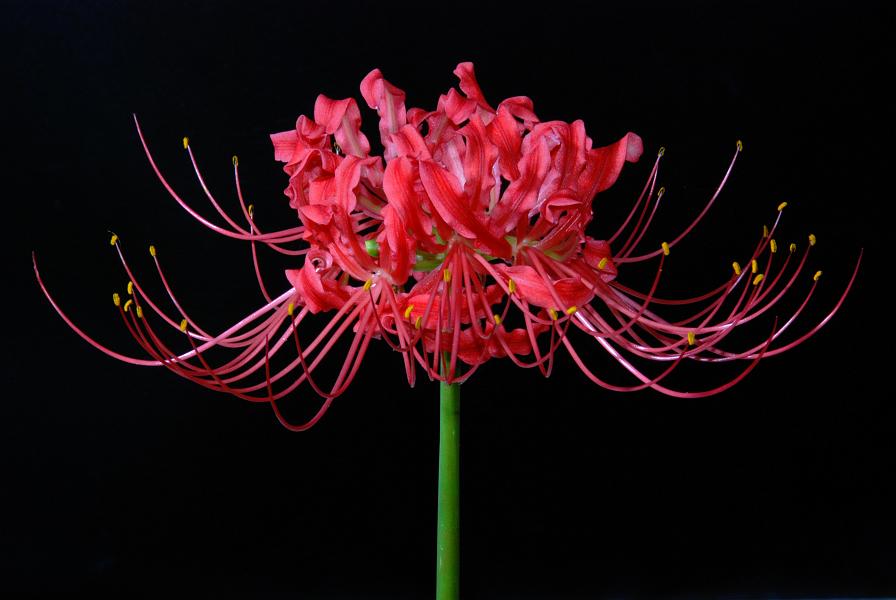 DSC_2766a.jpg - Spider Lilly, shot with off-camera SB-800