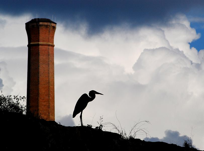 DSC_2849a.jpg - Great Blue Heron standing on top of a dam on the Chattahoochee river.  The smoke stack belongs to one of the old textile mills on the Georgia side of the river.  It looks a bit like there's smoke coming out of it, but it's actually a dark cloud.