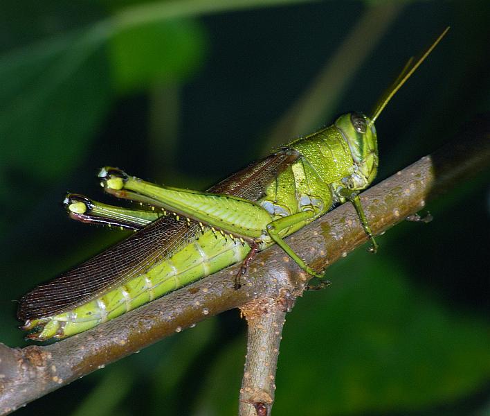 DSC_3121a.jpg - Grasshopper, near Rotary Park