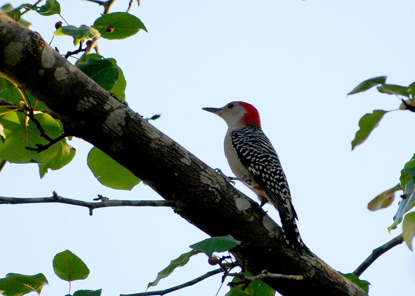 DSC_3755a.jpg - Red-Bellied Woodpecker