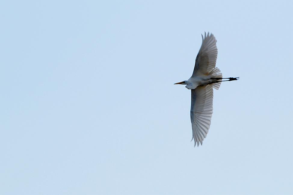DSC_2545a.jpg - Great White Egret