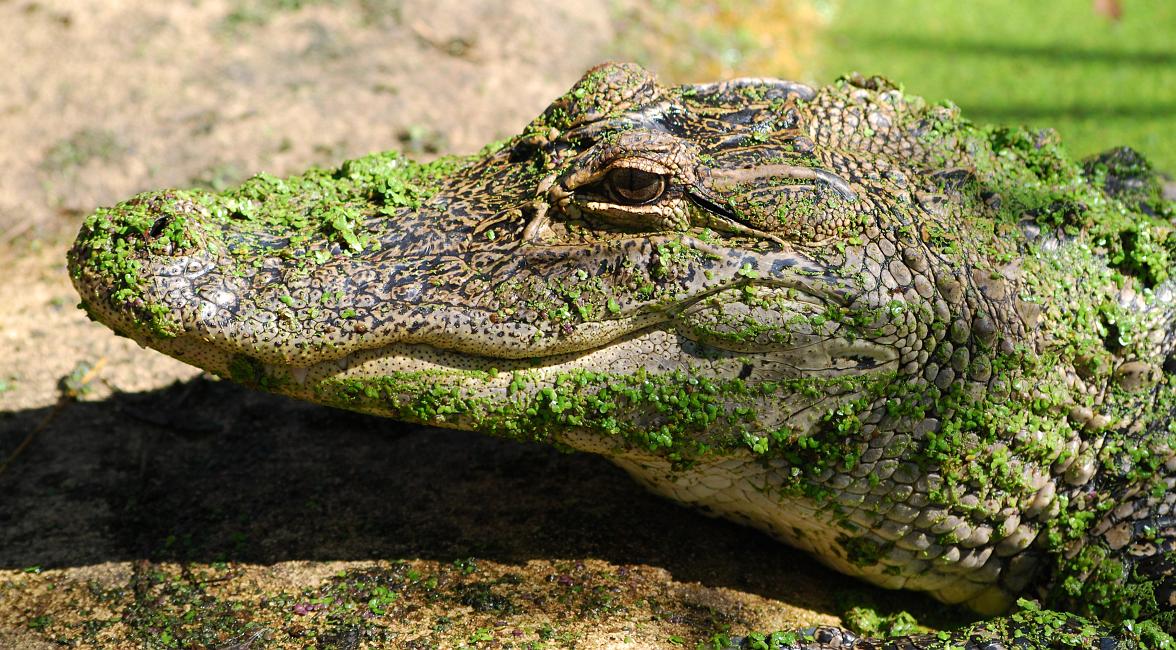 DSC_3235a.jpg - Young alligator (captive). Oxbow Meadows Nature Center