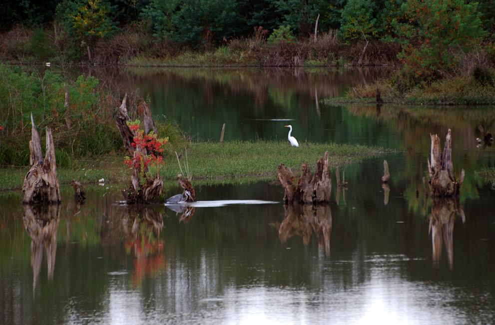 DSC_3561a.jpg - Great Blue Heron and Great White Egret.  The Heron had just caught a fish which is why the surface of the water in front of him is disturbed.  I took this shot just as it was beginning to rain, an all-too-short respite from our many dry days this summer.