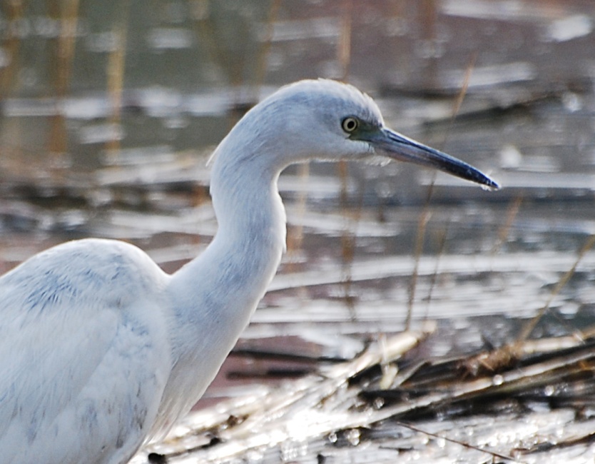 DSC_4391a.jpg - I thought this guy was a Snowy Egret but those bluish patches and the greyish bill had me wondering if he was actually an immature Little Blue Heron.  The Snowy Egret has characteristic yellow feet, but this guy stayed in the water so I never got to see them.