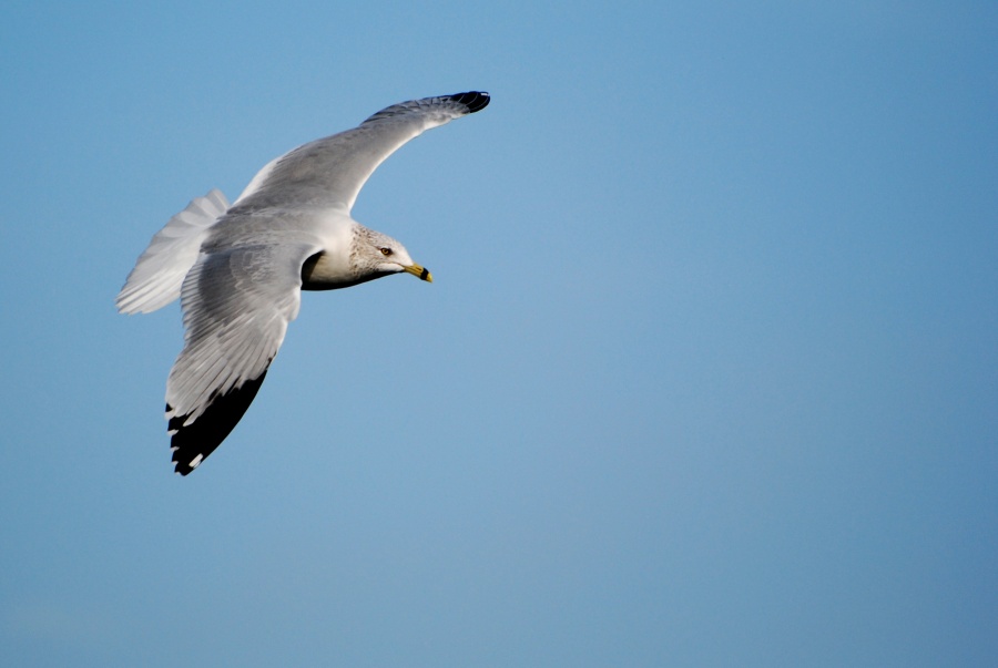 DSC_4403a.jpg - Ring-Billed Gull in flight.