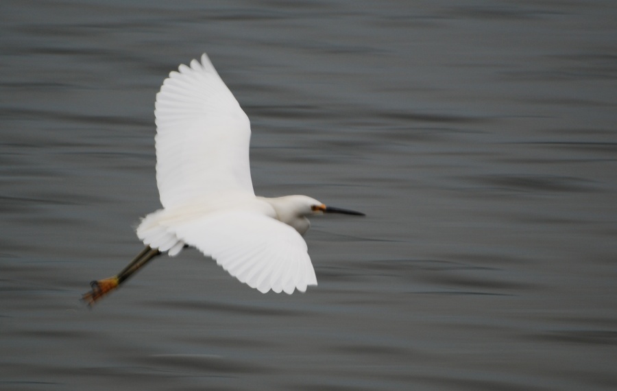 DSC_4435a.jpg - Snowy Egret.  This photo was shot at dusk so I didn't get a fast enough shutter speed to freeze him, but note the yellow feet and the dark bill.