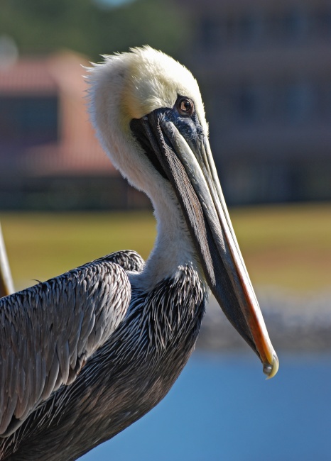 DSC_4480a.jpg - Brown Pelican. There were quite a few nice birds to shoot at the Disney Resort.  The only downside was that too many were either perched on manmade objects like walls or fences... or (like this shot), there were buildings in the background.