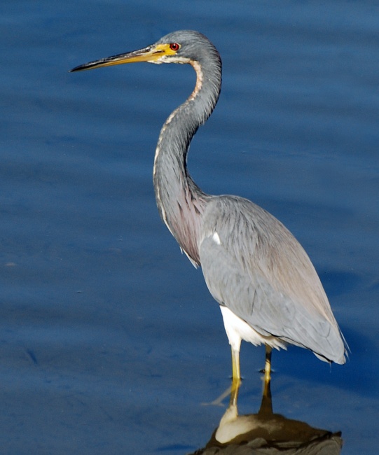 DSC_4534a.jpg - Tricolored Heron.  Note the delicate pinkish blush at the base of the neck and on the rump.