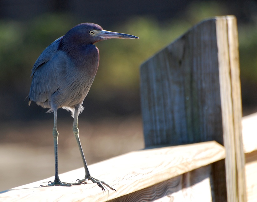 DSC_4543a.jpg - Little Blue Heron.  These guys have the usual long slender neck but this fellow was bracing himself against a rather cool breeze.