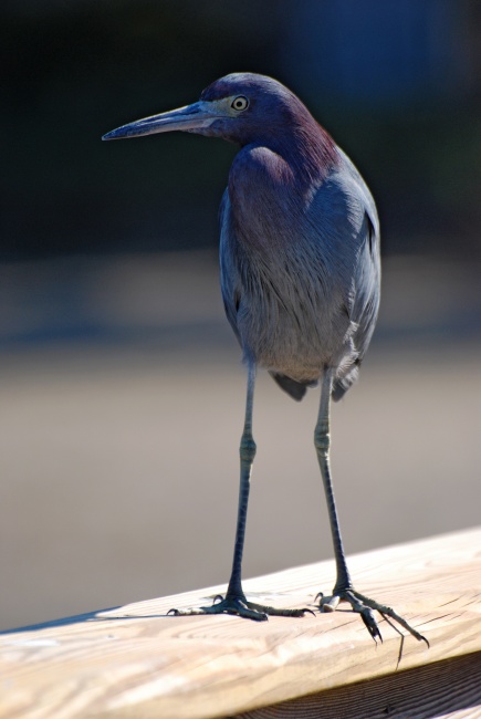 DSC_4550a.jpg - Little Blue Heron.