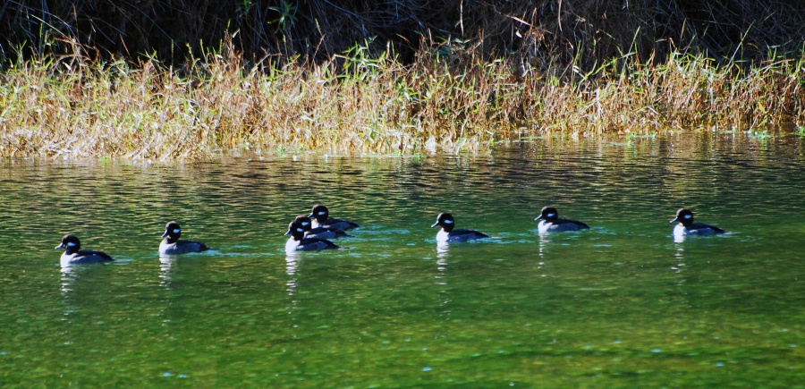 DSC_4602a.jpg - Buffleheads.  Cute name, cute ducks.  These guys are really tiny and have huge heads... they look like babies but they are full grown.