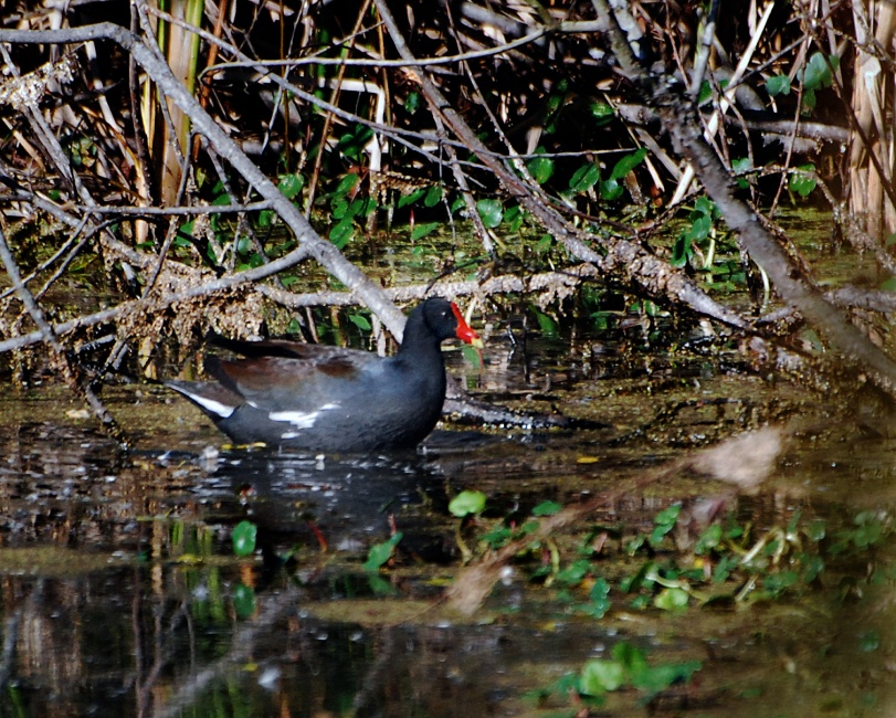 DSC_4612a.jpg - This is a Common Galinulle.  Quite a sight with that dark body and bright red beak with the tiny yelow tip. This was a new bird for me, I had to look him up.  In spite of the way they look in the water, these guys are not related to ducks... they are more like a Coot.  They have rather long legs and unwebbed feet.
