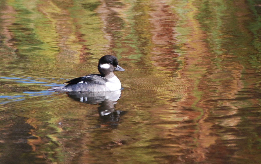 DSC_4615a.jpg - Bufflehead.  This one is a female.  The males are mostly white with a black back.  The male's white head patch covers most of the head instead of just a streak behind the eye.  I never did spot a male at this pond, only a flock of eight or ten females.