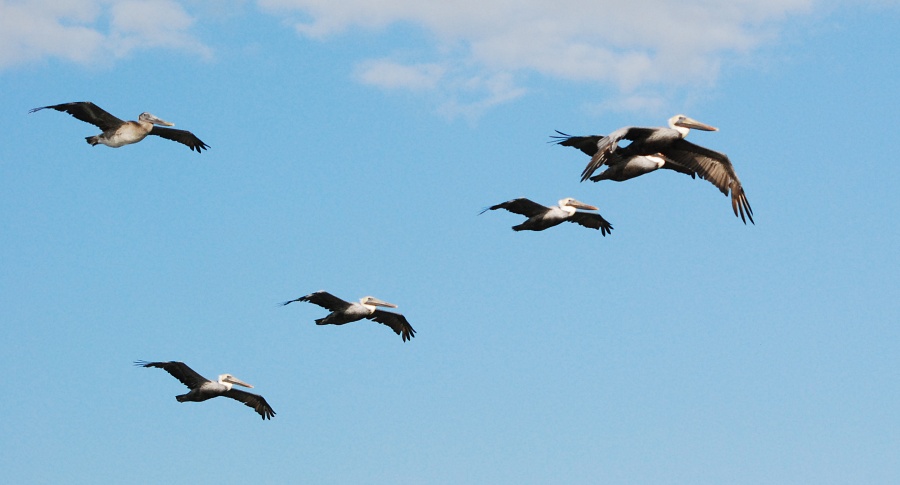 DSC_4769a.jpg - Brown Pelicans in formation.  They look like B-24's on their way to bomb the oil refineries at Ploesti.