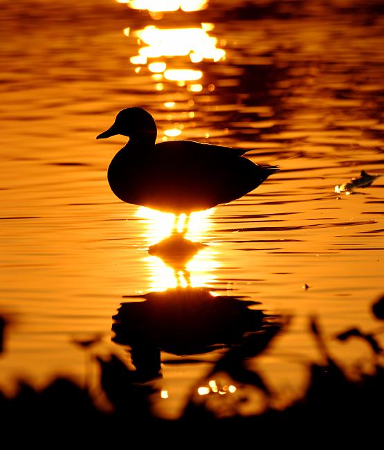 DSC_3848a.jpg - Duck at sunset, Cooper Creek Park