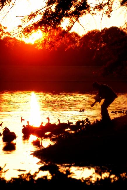 DSC_3878_9b.jpg - Man feeding Geese, Cooper Creek Park