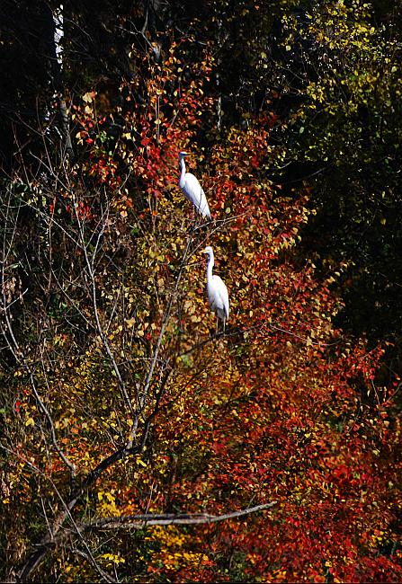 DSC_4324a.jpg - Great Egrets