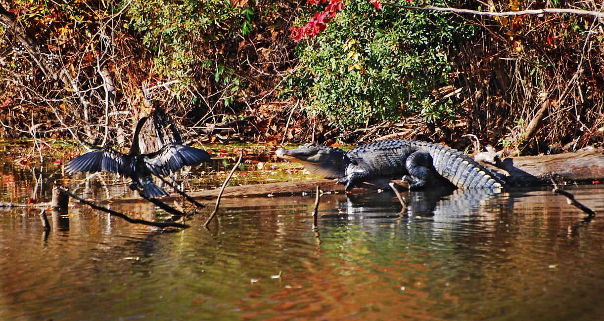 DSC_4348a.jpg - Anhinga and Alligator, Oxbow Meadows