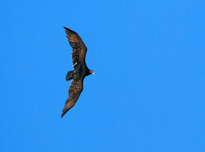 DSC_4211a.jpg - Then a Turkey Vulture breezed by.