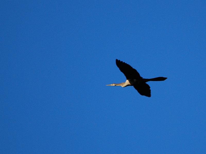 DSC_4220a.jpg - Next was another Anhinga, this one in the air.