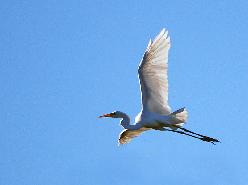 DSC_4225a.jpg - A Great Egret flew by next, letting me get a fairly nice back-lit shot of him.