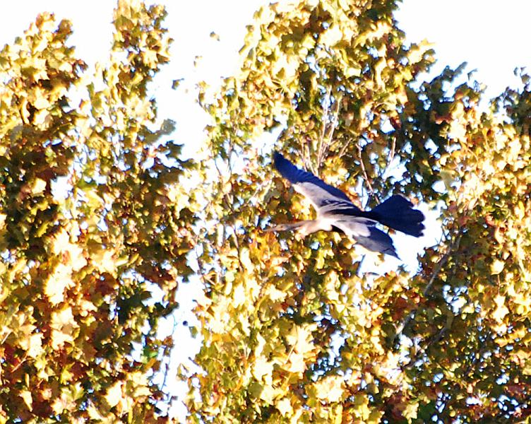 DSC_4258a.jpg - Then a blue heron came by, this one was not greyish blue like the ones I've been shooting, it was a vivid almost blue-jay blue.  Badly overexposed shots, but a nice sighting.