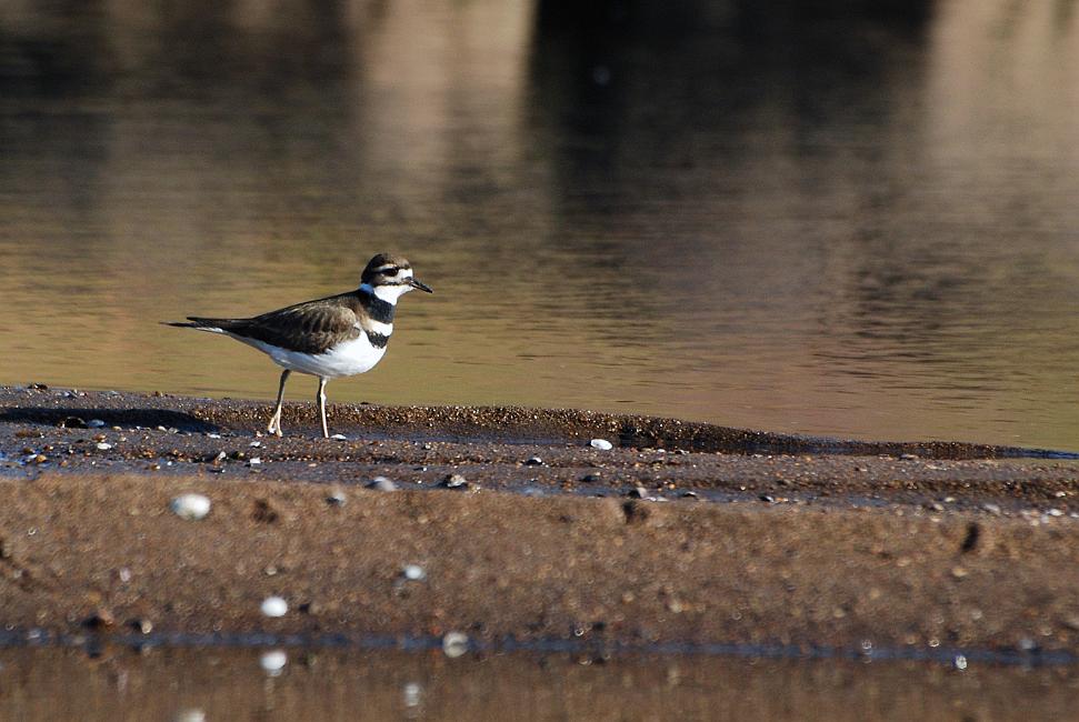 DSC_4962a.jpg - This little Killdeer was looking for a snack down at the Riverwalk