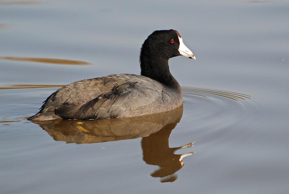 DSC_5101a.jpg - The next few shots were taken at Cooper Creek Park not too far from my home.  This American Coot is apparently wintering here, along with quite a few of his friends... I only saw a few coots over the summer.