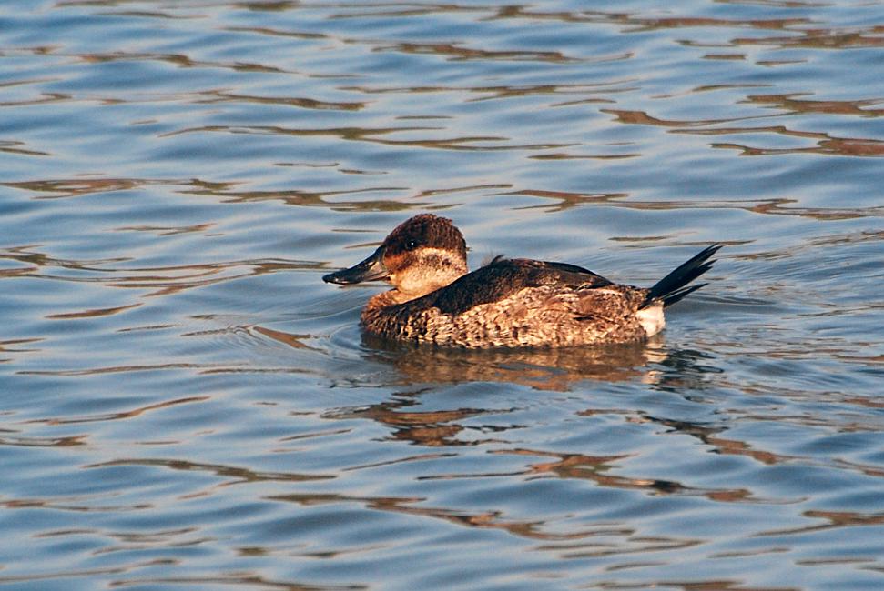 DSC_5115a.jpg - This female Ruddy Duck is an expert diver, staying down for a long time and swimming quite a distance underwater, coming up who knows where.  The male has a distinctive blue bill during breeding season and I was hoping to see one at the park but I couldn't find any.