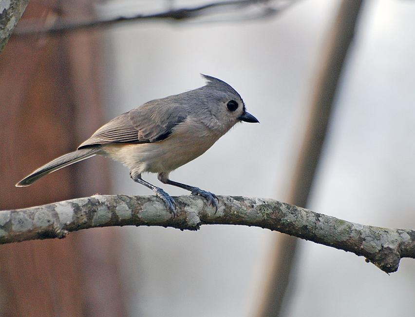 DSC_5556a.jpg - This Tufted Titmouse is one of the many varieties of birds that are showing up for a free meal.  I need to set up a blind on the deck so that I can get some more photos of some of the shyer ones.