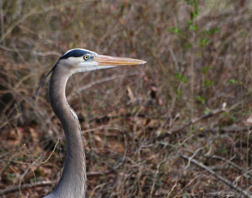 DSC_6391a.jpg - The Great Blue Herons along the Riverwalk have gotten fairly used to people... getting a headshot with a 300mm lens is not too hard, but down at Oxbow Meadows it is next to impossible.