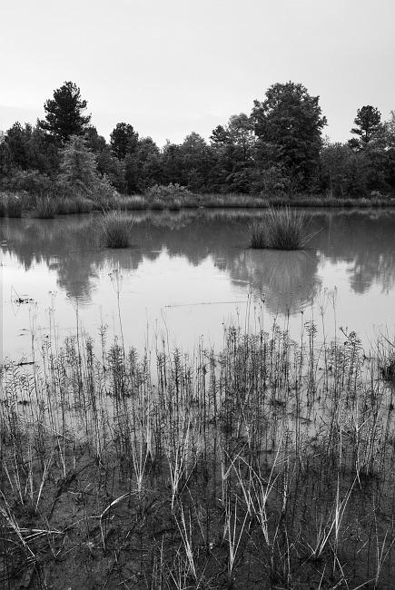 DSC_7425b.jpg - By the time I got back to the car it was raining lightly.  I got a nice wideangle shot of one of the smaller ponds.  There's a clay pit behind those trees and I guess the runoff drains into this pond because the water is always very yellow and murky here.  In color it's pretty ugly, but in black and white it's not bad.