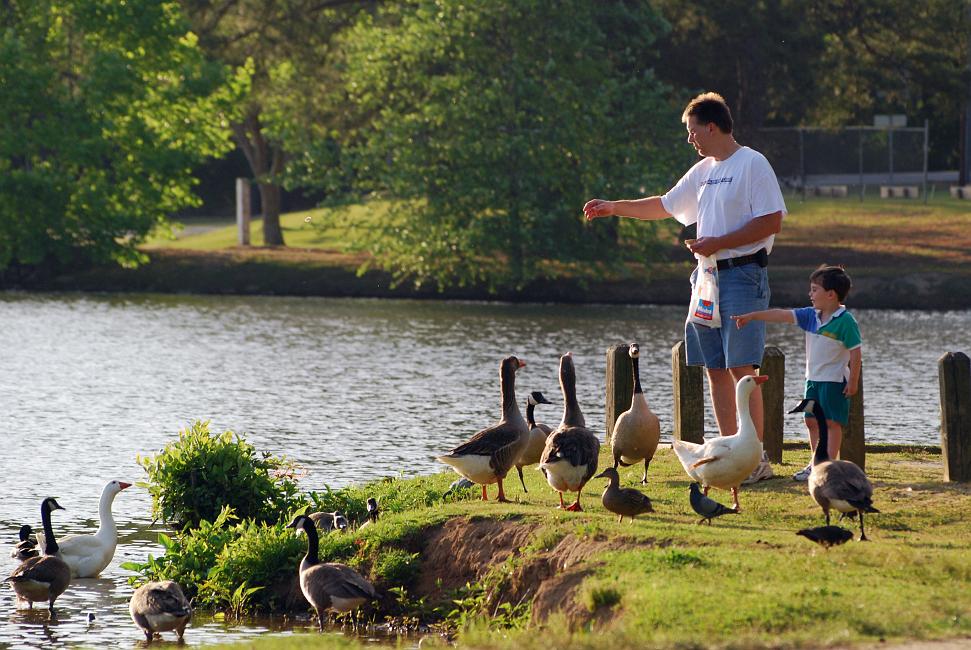DSC_7477a.jpg - Father and son feeding the geese.