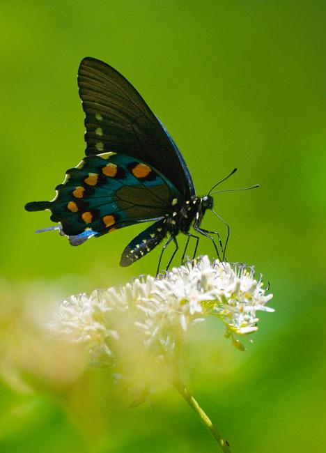 DSC_7620a.jpg - Pipevine Swallowtail.  This last photo is dedicated to our friend Spencer who has flown away to follow his dreams.  Buona fortuna.