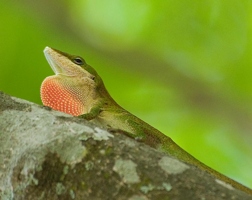 DSC_7694a.jpg - I've been chasing anoles on and off for a while now... this is the first shot I've gotten of one with his throat pouch inflated.