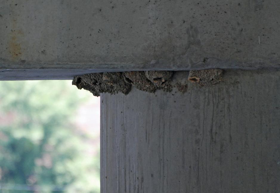 DSC_8075a.jpg -  Underneath the new 13th Street bridge in Columbus are nearly 100 mud swallow nests like these.  The Riverwalk on the Alabama side of the river goes underneath the bridge, so I had been passing these nests every time I walked down to the rapids to photograph the blue herons.  One day I stopped to eat lunch under the bridge and to watch the swallows.  It turned out that many of the birds I saw flying in and out were not swallows, they were English sparrows.  I knew what a nuisance they were but until I went home and looked them up on the web I never realized how aggressive they were in stealing other birds' nests and usurping their territory. 