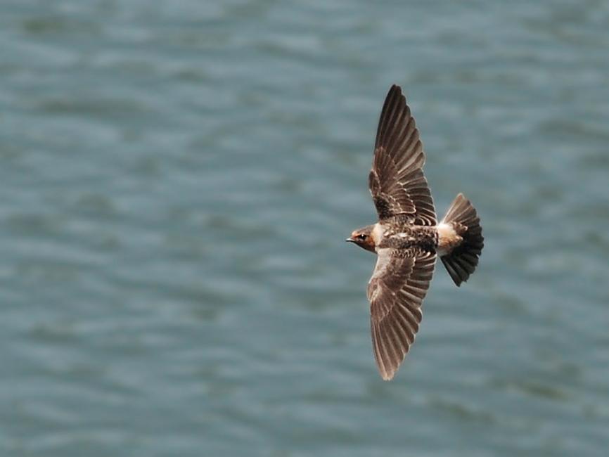 DSC_8353a.jpg -  Here is a cliff swallow at the 14th Street bridge.  I had a really hard time shooting these birds... they are aerial acrobats, very fast and highly maneuverable.  They change direction quickly and unpredictably as they chase down the hundreds of insects they eat each day.  Even agile insects like dragonflies are seldom successful in evading these birds.    Since these birds were fairly far away I shot them with my 70-300mm, but I immediately ran into trouble... the 70-300 is a slow-focusing lens so the few good photos I got were the result of pure luck.  Out of about 80 shots, I only got two that were in focus.  A few days later I went back and decided to use my shorter 18-135mm.  Even though it did not have the reach, its internal motor focuses much more quickly and my ratio of in-focus shots improved tremendously. 