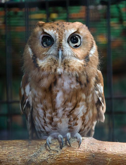 DSC_8407a.jpg - Screech owl (captive), taken at the Oxbow Nature Center.