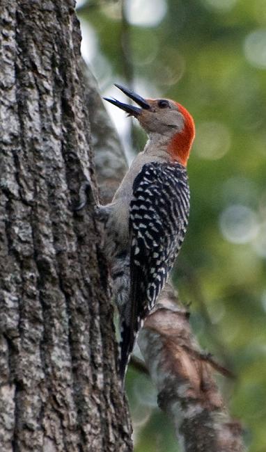 DSC_8548a.jpg -  This red-bellied woodpecker and his mate are nesting in the back yard.  Haven't seen any babies yet though. 