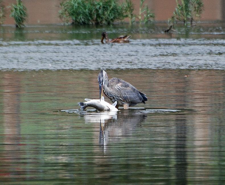 DSC_8635a.jpg -  While shooting the previous photo of the mill, I saw a great blue heron doing a little fishing.  After a few minutes he came up with this massive carp.  Unfortunately, this catch of a lifetime was just too big to swallow so he had to let it go. 