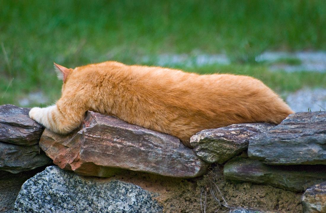 DSC_8753a.jpg - A kitty named Hornet, asleep on a stone wall.