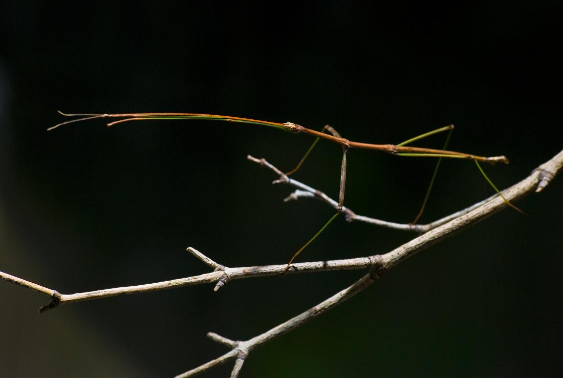 DSC_8889a.jpg - Walking stick.  This shot was taken a few minutes after the previous image, but in this case, the flash was used off-camera at close range to darken the background.