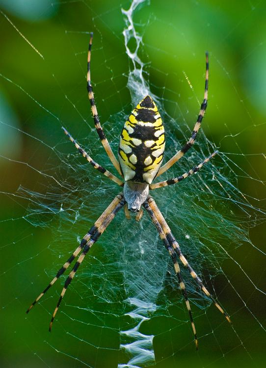 DSC_8958a.jpg - Garden spider  Argiope aurantia.   I've also heard them referred to as orb weavers, though I believe that is a more general classification.  They build large, beautifully-crafted webs about two feet in diameter or more, with a characteristic zig-zag strip (part of which is seen here).