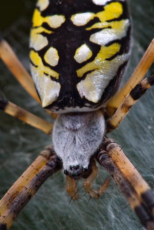 DSC_8968a.jpg - Garden spider close-up.